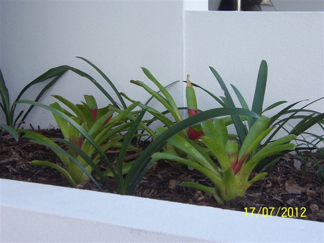 Bromiliades add colour to the long planter box