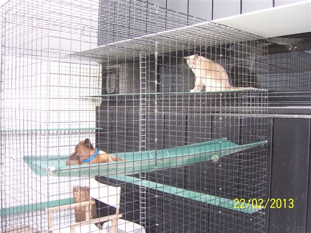 Milly and Harley enjoying their enclosure and no rain